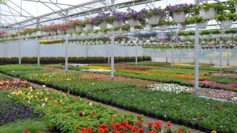 Floriculture