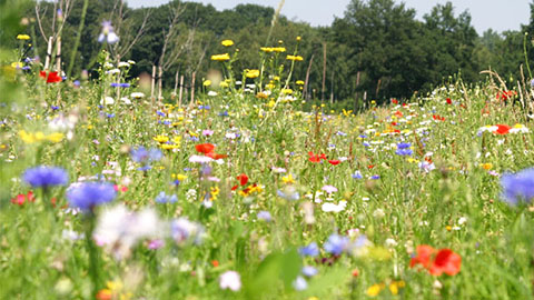 DCM Mix Fleurs Sauvages - L’aménagement d’une prairie fleurie