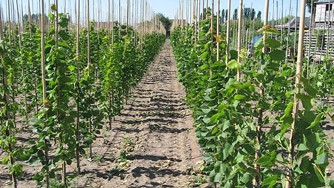 Rendabel produceren en kwaliteit: hand in hand met zorg voor het leefmilieu