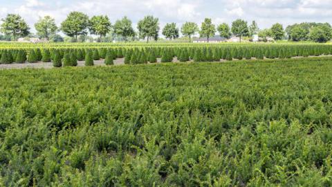 The best organic fertilisers and soil improvers for both field crops and container growing