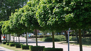 Die Stresstoleranz von Stadtbäumen nachhaltig fördern
