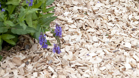 DCM Castanea Coverchips - Un produit novateur parmi les matériels de paillage