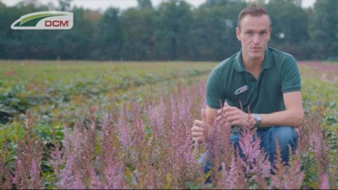 DCM in de vaste planten teelt
