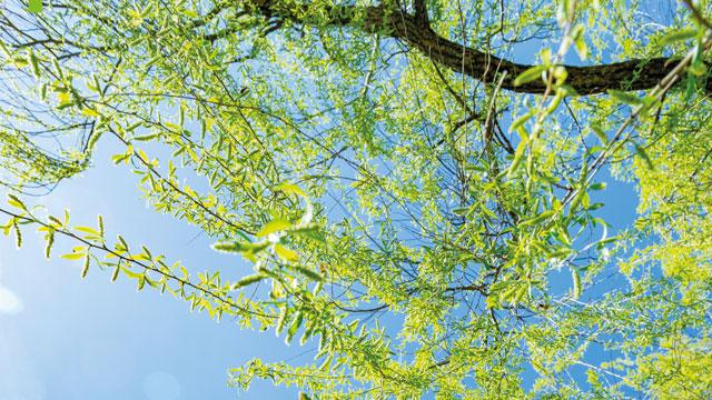 Dossier développement durable DCM