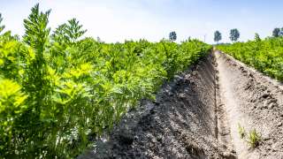 Des engrais 100 % organiques en MINIGRAN® Technology pour l’agriculture et l’horticulture biologiques : DCM ECOR®.