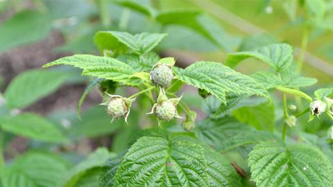 DCM VIVISOL® ensures a better developed root system for potted blackberries