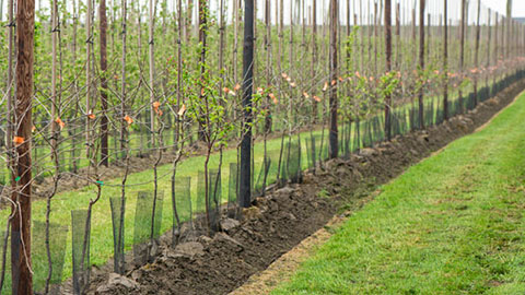 DCM VIVISOL® - onmisbaar bij herinplant van fruitbomen