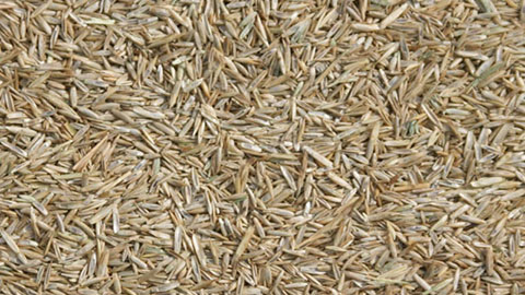DCM ACTIVO® Het juiste graszaad voor de juiste grasmat