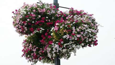 DCM ProLico® Flower - Vloeibare meststof voor stadsbebloeming
