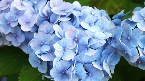 DCM ALUIN voor diepblauwe hortensias