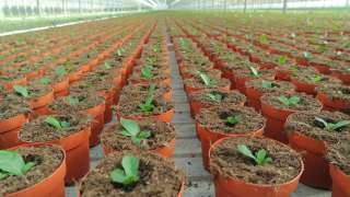 DCM INTRO® 2.0: Das rein organische Benetzungsmittel zur Verbesserung der Wasseraufnahme von Pflanzen in Topf- und Containerkulturen
