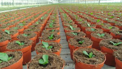 DCM INTRO® 2.0 : L’agent mouillant organique pour une absorption optimale de l’eau dans les cultures en pots et en conteneurs