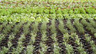 Organic growing with different fertiliser formulas