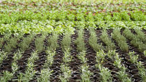 Organic growing with different fertiliser formulas