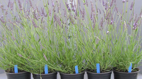 Proefresultaten met DCM VIVISOL® in de lavendel