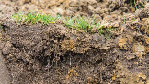 Microbial soil conditioners