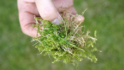 Schéma de fertilisation standard pour gazons contenant de la mousse