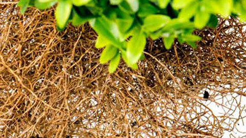 Mycorrhizae en plantenwortels: een geslaagde combinatie