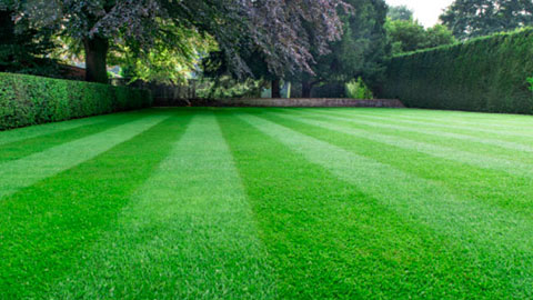 DCM VITAL-GREEN, turn yellow grass back to green