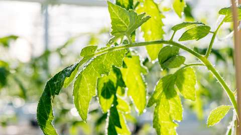 Was ist das Pepinomosaikvirus?