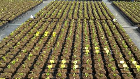 DCM ECOR® 5 permet d’obtenir un meilleur développement des racines et des plantes plus touffues dans la culture en conteneurs