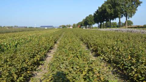 Taller and bushier Carpinus trees with longer roots thanks to DCM VIVISOL® and DCM COPRON