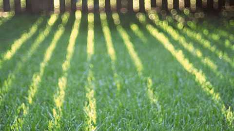 DCM OMBRA® Graszaadmengsel voor permanente schaduw