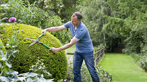 Schéma standard pour l'entretien du jardin d'ornement