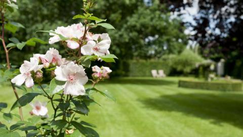OLEGA® COMPLEX DCM Engrais foliaire: quoi et pourquoi?