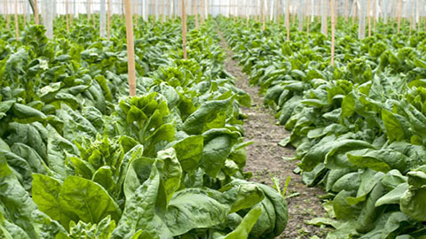 UNI-MIX A DCM - le champion pour laitues et légumes feuilles depuis 15 ans déjà.