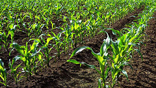 DCM STARTEC® Startmeststof voor maïs, rijk aan fosfor met organische voedingselementen