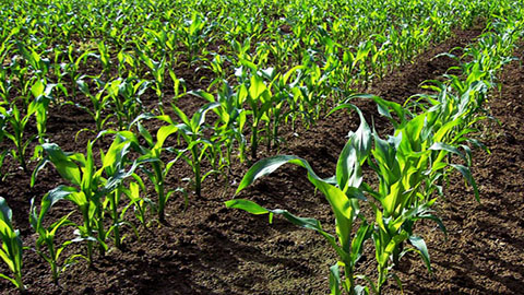 DCM STARTEC® Starter fertiliser for maize, rich in phosphorus with organic nutrients