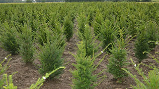 Versuchsergebnisse CUXIN DCM AKTIV-ERDE – Taxus: besseres Anfangswachstum und tiefgrüne Farbe