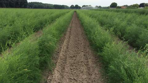 Higher sugar content and improved asparagus yield with DCM VIVISOL®