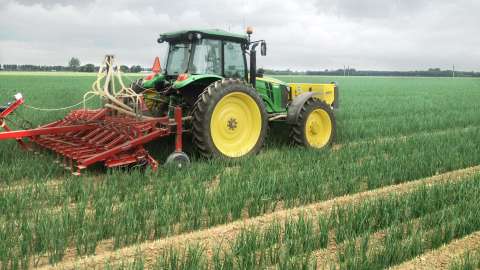 Yield increase in organic onion cultivation with DCM ECOR® 3