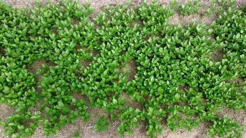 Better emergence of Aronia melanocarpa with DCM VIVISOL®