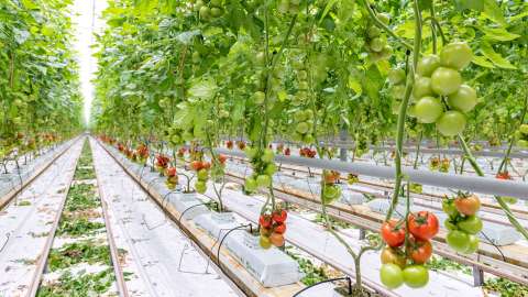 DCM Tomatenconcept, de ideale strategie voor een vitale plant