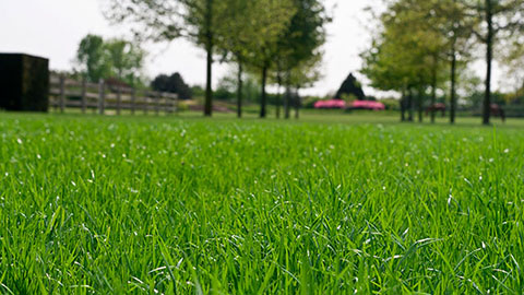 Proefresultaat DCM ACTIVO® - vernieuwde samenstelling met fijnbladig tetraploïd Engels raaigras