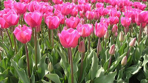 Proefresultaten DCM VIVISOL® - Tulpen
