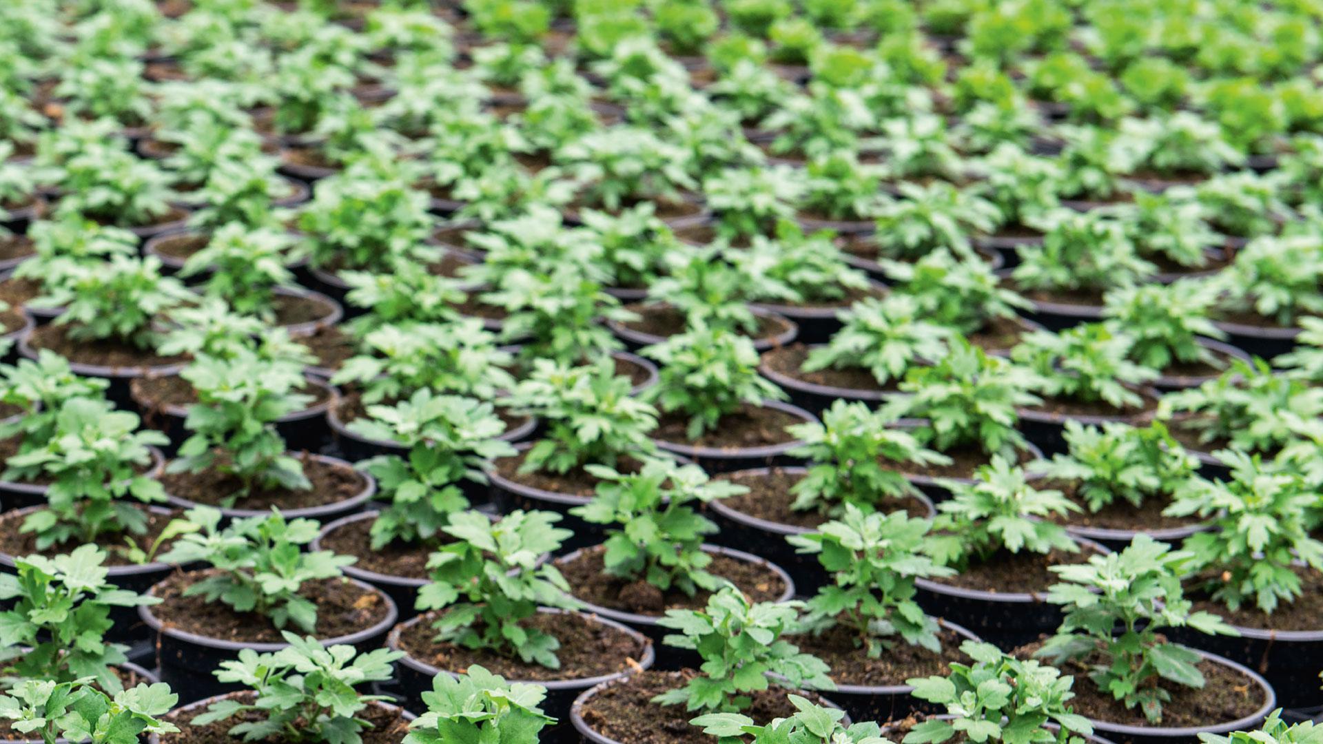 Uniform distribution DCM