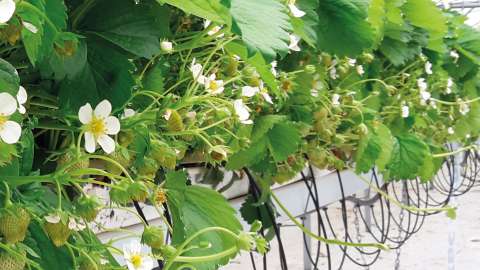Betere wortelontwikkeling en stevigere, vollere planten met DCM Viscotec® blue