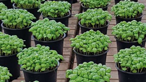 DCM VISCOTEC® BLUE de innovatieve organische gelmestsstof met biostimulant effect