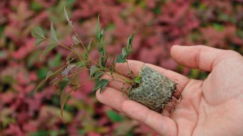 DCM VITACT® R Biostimulant for better root development and higher resistance to abiotic stress