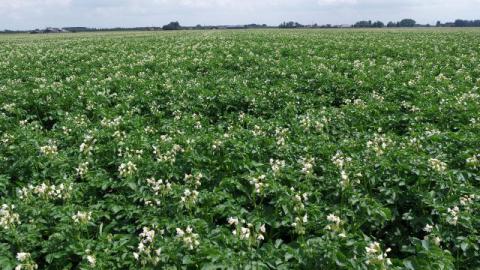 DCM VIVISOL®-AGRI de unieke bodemverbeteraar voor akkerbouw