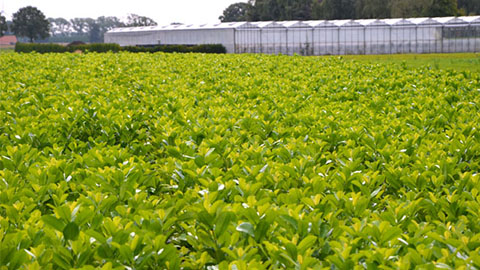 Résultat d'essai DCM Xtra-MIX® 1:plantes d'une meilleure qualité, avec une seule fertilisation