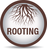 Improved rooting